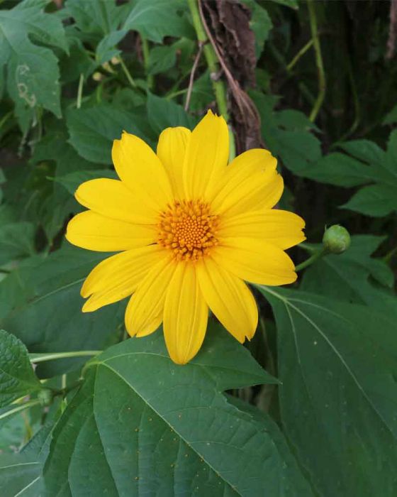 Mexican Sunflower Stems|Tithonia Stems|