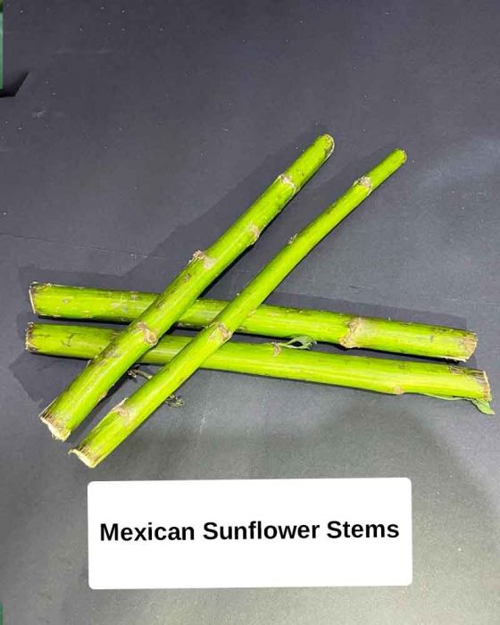 Mexican Sunflower Stems (మెక్సికన్ పొద్దుతిరుగుడు కొమ్మలు)