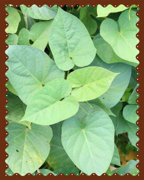 Sweet Potato Stems |Perfect for Stir-Fries & Soups|