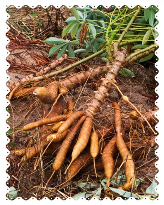 Karra Pendalam Stem (Tapioca Stem/Manihot Esculenta/Cassava) (4 to 5 Inch) (2Pcs)