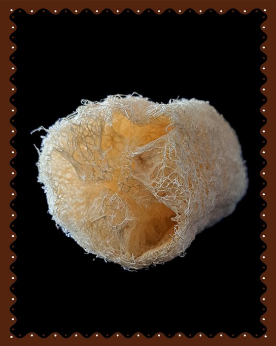 Loofah|Body Scrubber|Cylindrical Shape|1 Pc|