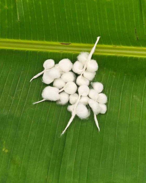 Thulasi Dala Vothulu (5 Pcs)