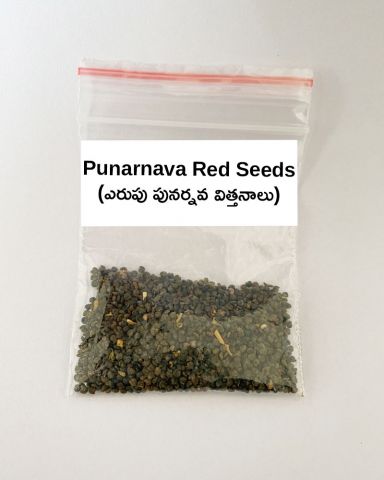 Punarnava-Red-Seeds001