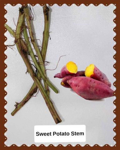 Sweet-Potato-Stem--1