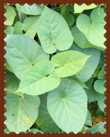 Sweet Potato Stems |Perfect for Stir-Fries & Soups|